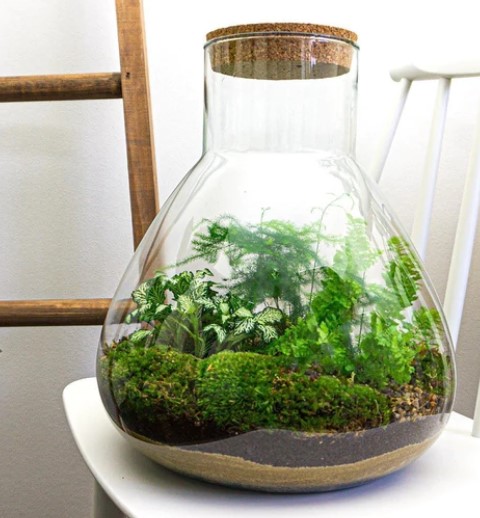 Ökosysteme mit Pflanzen im Glas sind eine interessante Möglichkeit